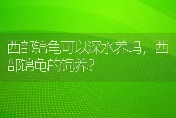 西部锦龟可以深水养吗，西部锦龟的饲养？