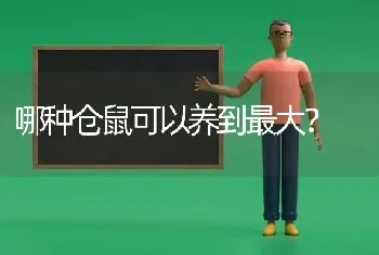 哪种仓鼠可以养到最大？