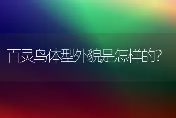 百灵鸟体型外貌是怎样的？