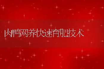 肉鸭网养快速育肥技术