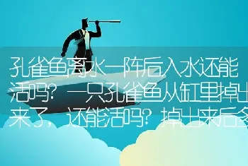 孔雀鱼离水一阵后入水还能活吗？一只孔雀鱼从缸里掉岀来了,还能活吗？掉出来后多久再入水会没救？现在鱼？