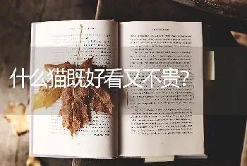 什么猫既好看又不贵？