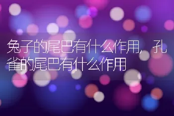 兔子的尾巴有什么作用，孔雀的尾巴有什么作用