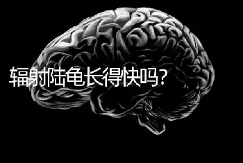 辐射陆龟长得快吗？