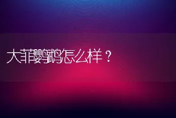 大菲鹦鹉怎么样？