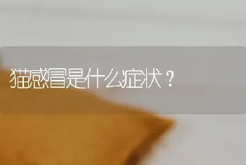 狮子猫品种？