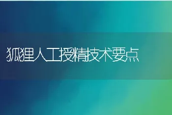 狐狸人工授精技术要点