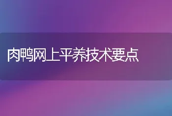 肉鸭网上平养技术要点