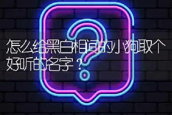 怎么给黑白相间的小狗取个好听的名字？