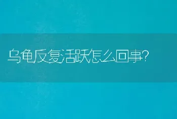 乌龟反复活跃怎么回事？