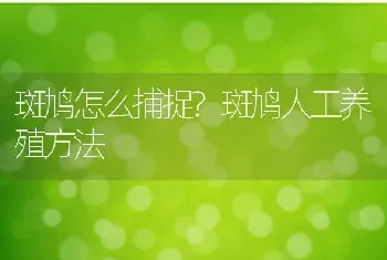 斑鸠怎么捕捉?斑鸠人工养殖方法