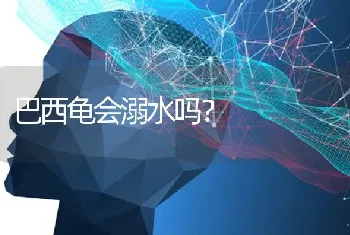 巴西龟会溺水吗？