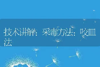 技术讲解:采毒方法:咬皿法