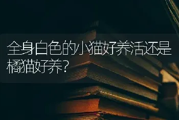 全身白色的小猫好养活还是橘猫好养？