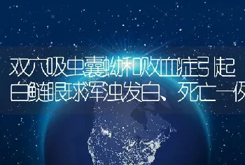 双穴吸虫囊蚴和败血症引起白鲢眼球浑浊发白、死亡一例