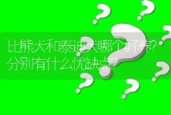 比熊犬和泰迪犬哪个好养？分别有什么优缺点？