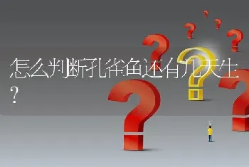 怎么判断孔雀鱼还有几天生？