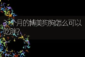 3个月的博美狗狗怎么可以吃胖？