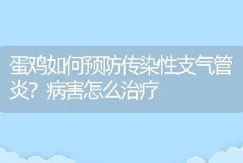 蛋鸡如何预防传染性支气管炎？病害怎么治疗