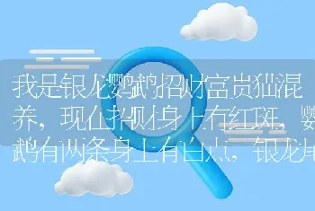 我是银龙鹦鹉招财富贵猫混养，现在招财身上有红斑