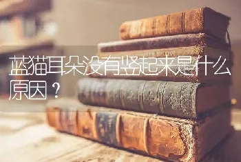 蓝猫耳朵没有竖起来是什么原因？