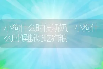 小狗什么时候断奶，小狗什么时候断奶吃狗粮