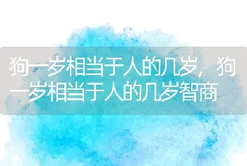 狗一岁相当于人的几岁，狗一岁相当于人的几岁智商