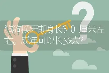 狗狗换牙期身长60厘米左右。成年可以长多大？