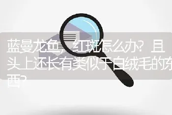 蓝曼龙鱼，红斑怎么办？且头上还长有类似于白绒毛的东西？