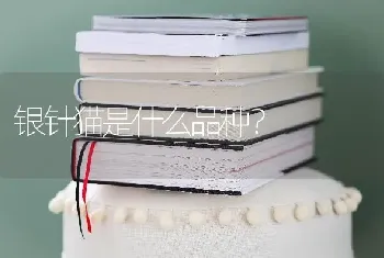 银针猫是什么品种？