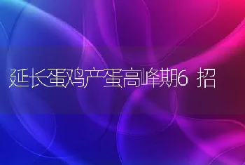 延长蛋鸡产蛋高峰期6招