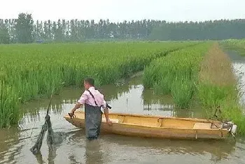 小龙虾因存塘苗密度过大养不肥怎么办,两步轻松解决难题！