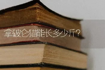 拿破仑猫能长多少斤？