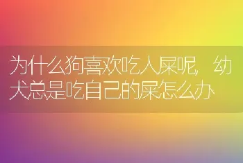 为什么狗喜欢吃人屎呢，幼犬总是吃自己的屎怎么办