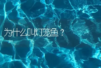 为什么叫灯笼鱼？