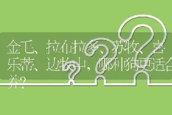 金毛、拉布拉多、苏牧、喜乐蒂、边牧中，哪种狗更适合养？