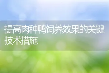 提高肉种鸭饲养效果的关键技术措施