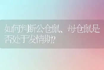 如何判断公仓鼠、母仓鼠是否处于发情期？