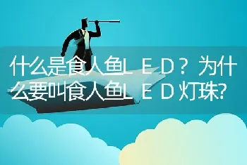 什么是食人鱼LED？为什么要叫食人鱼LED灯珠？