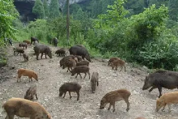 如何利用大豆养野猪