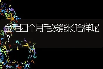 金毛四个月毛发能长啥样呢？