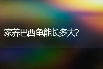 猫一般吃什么？