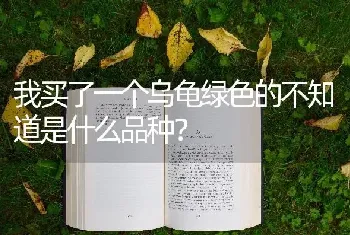 我买了一个乌龟绿色的不知道是什么品种？