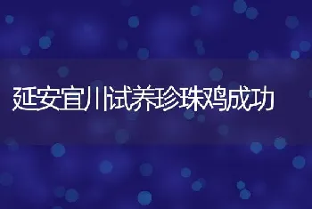 延安宜川试养珍珠鸡成功