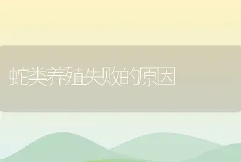 蛇类养殖失败的原因