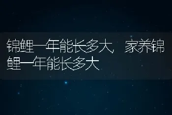 锦鲤一年能长多大，家养锦鲤一年能长多大