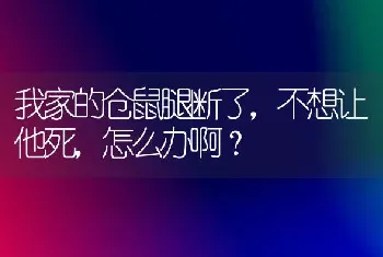 我家的仓鼠腿断了，不想让他死，怎么办啊？