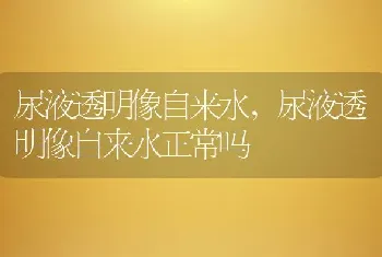 尿液透明像自来水，尿液透明像自来水正常吗