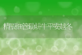 冬季肉鸭育肥技术