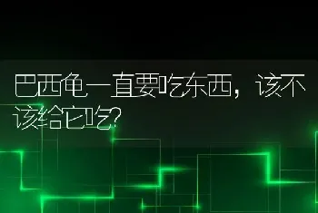 野猫是一种什么样的动物？它吃人吗？它能和家猪配种吗？